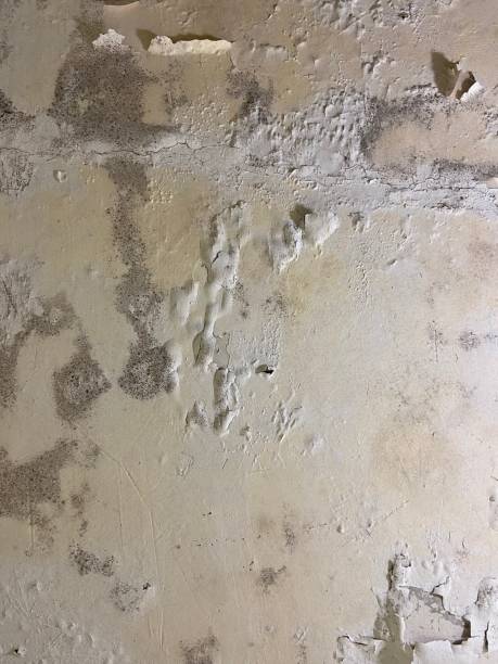 Best Best Mold Removal Companies  in Redstone Arsen, AL