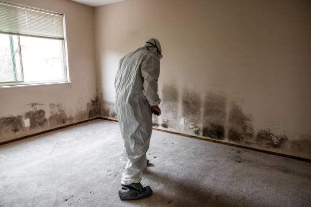 Mold Removal and Inspection in Redstone Arsenal, AL