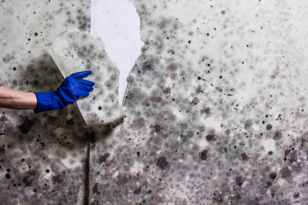 Best Professional Mold Removal  in Redstone Arsen, AL